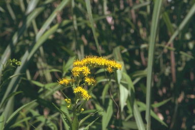 サブサブページ 1