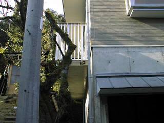 �x�����_�̎肷���t�Q