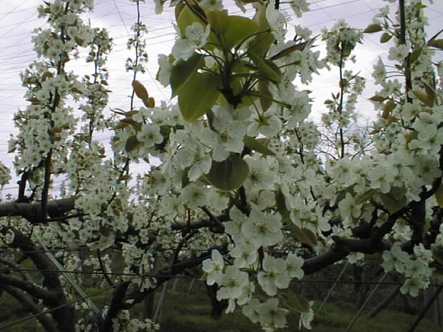 ̉