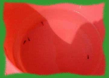 ���C�Ȃ̂͂��ꂾ��