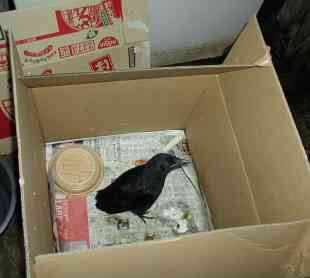 C:\my documents\takahero3\karasu.jpg